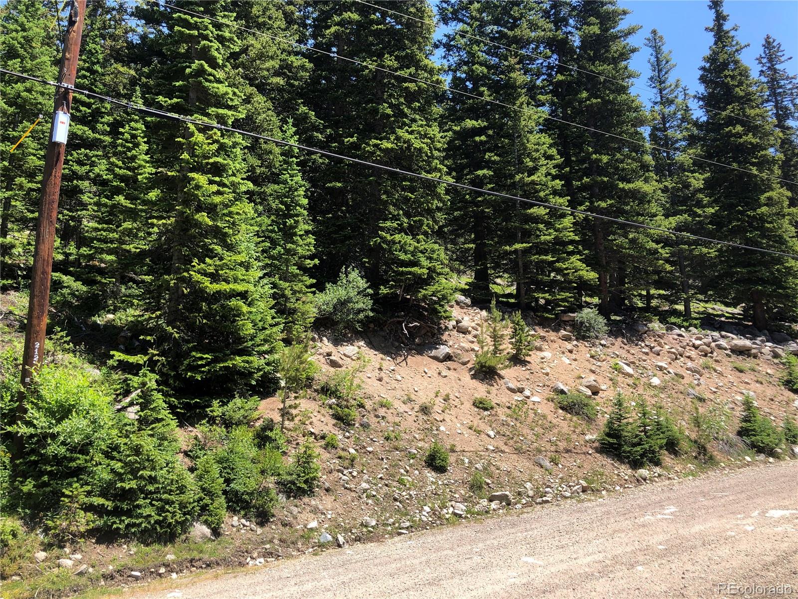 a view of a forest with a tree