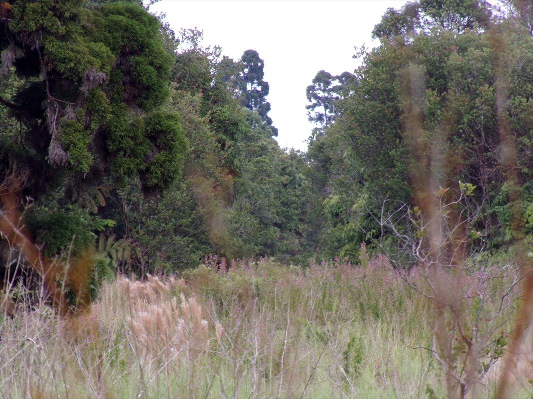 a view of a trees in a field