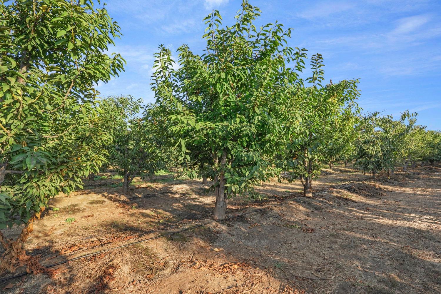 a view of plant in middle of the yard