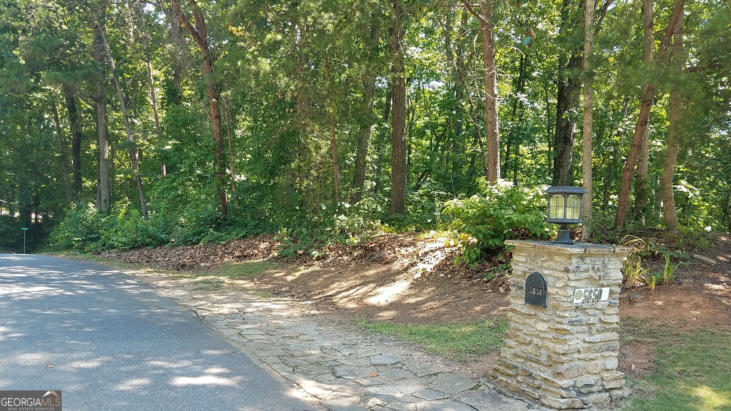 a view of a yard with plants and large trees