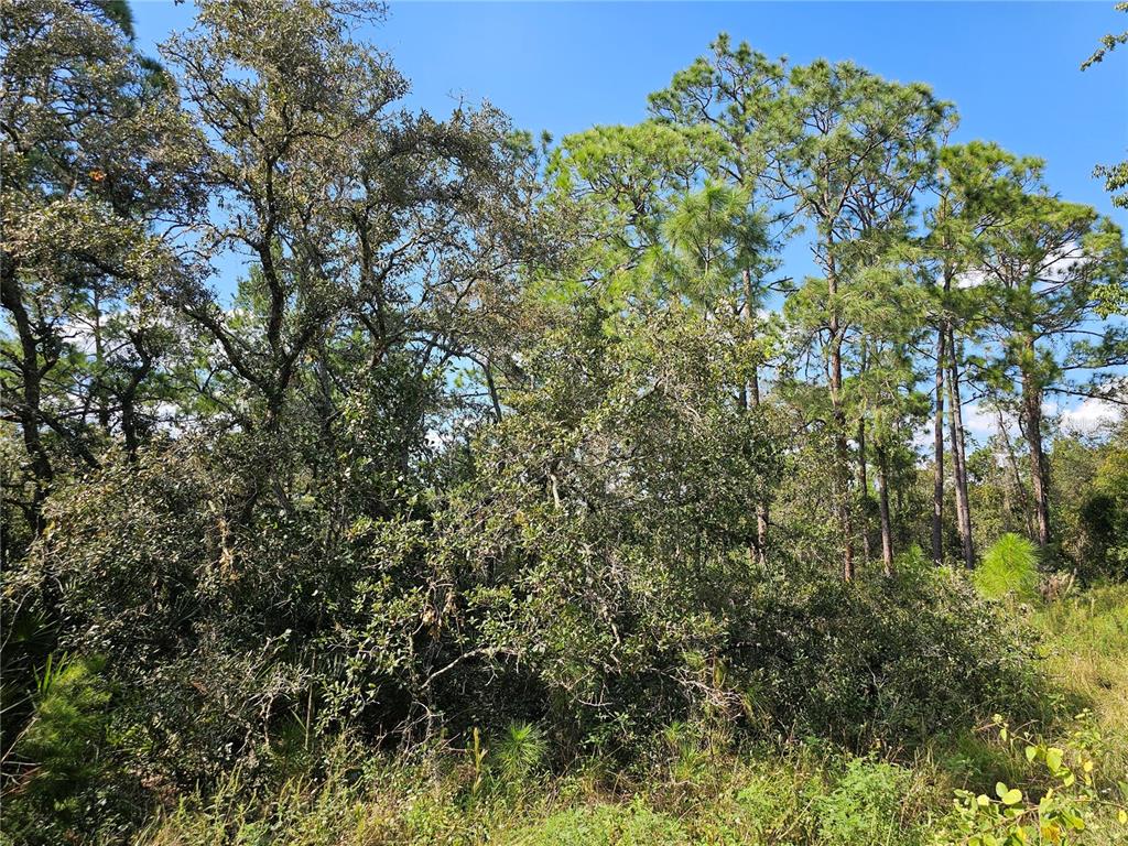 a view of a large yard with lots of bushes