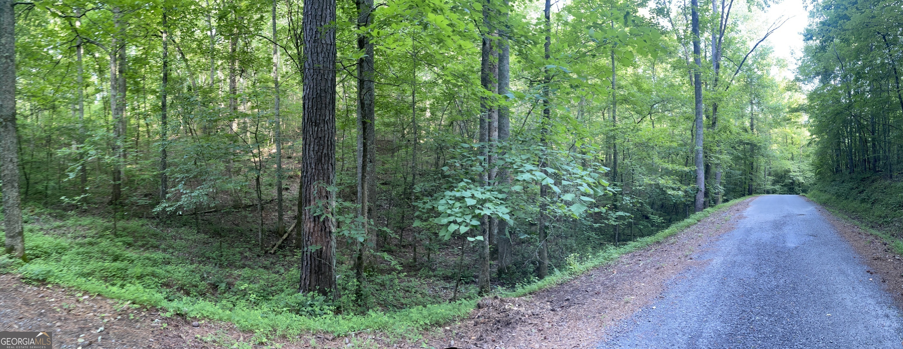 a view of a forest with trees