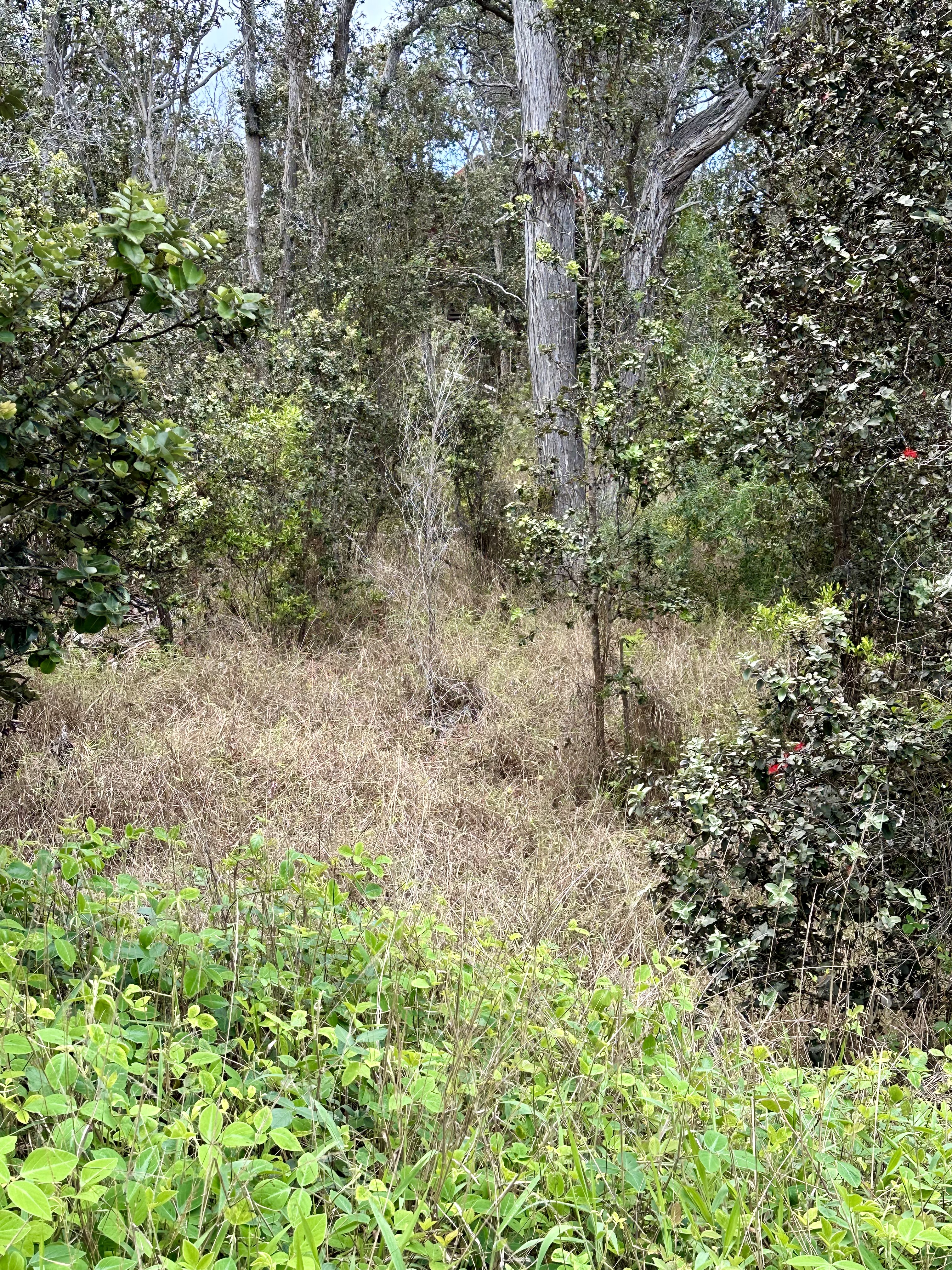 Old growth Ohia and native plants