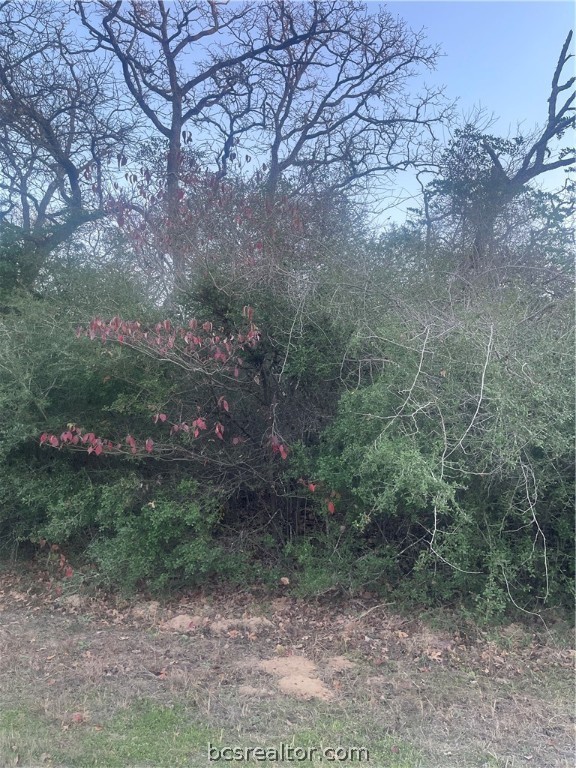 a view of a dry yard with trees