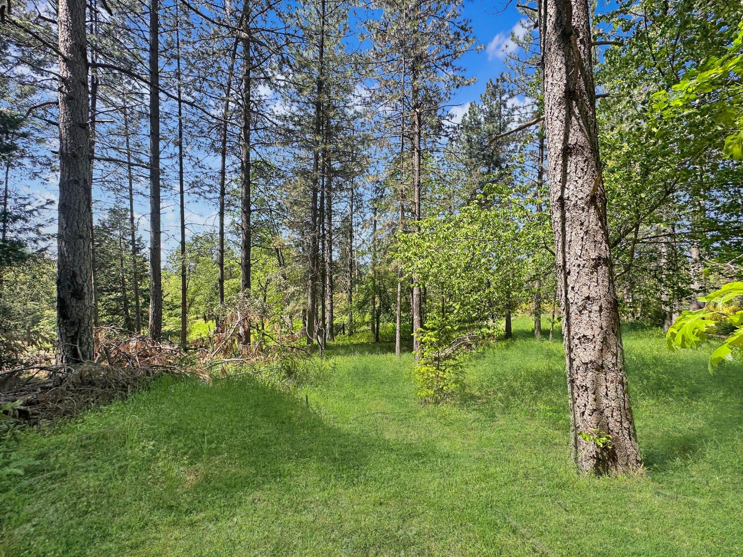 a big yard with lots of green space and trees