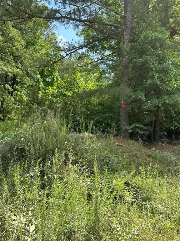 a view of a forest with a tree