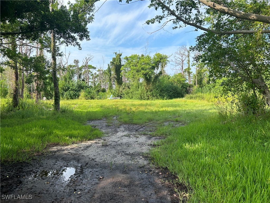 a view of a grassy field with trees