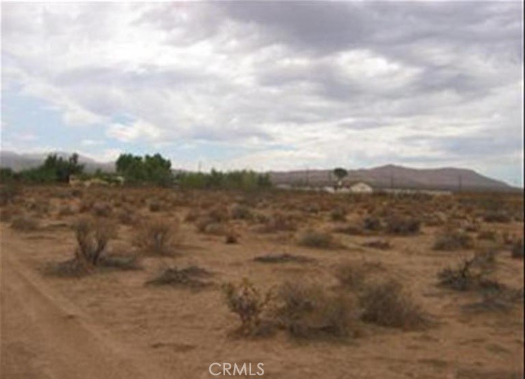 a view of a dry yard with lots of trees