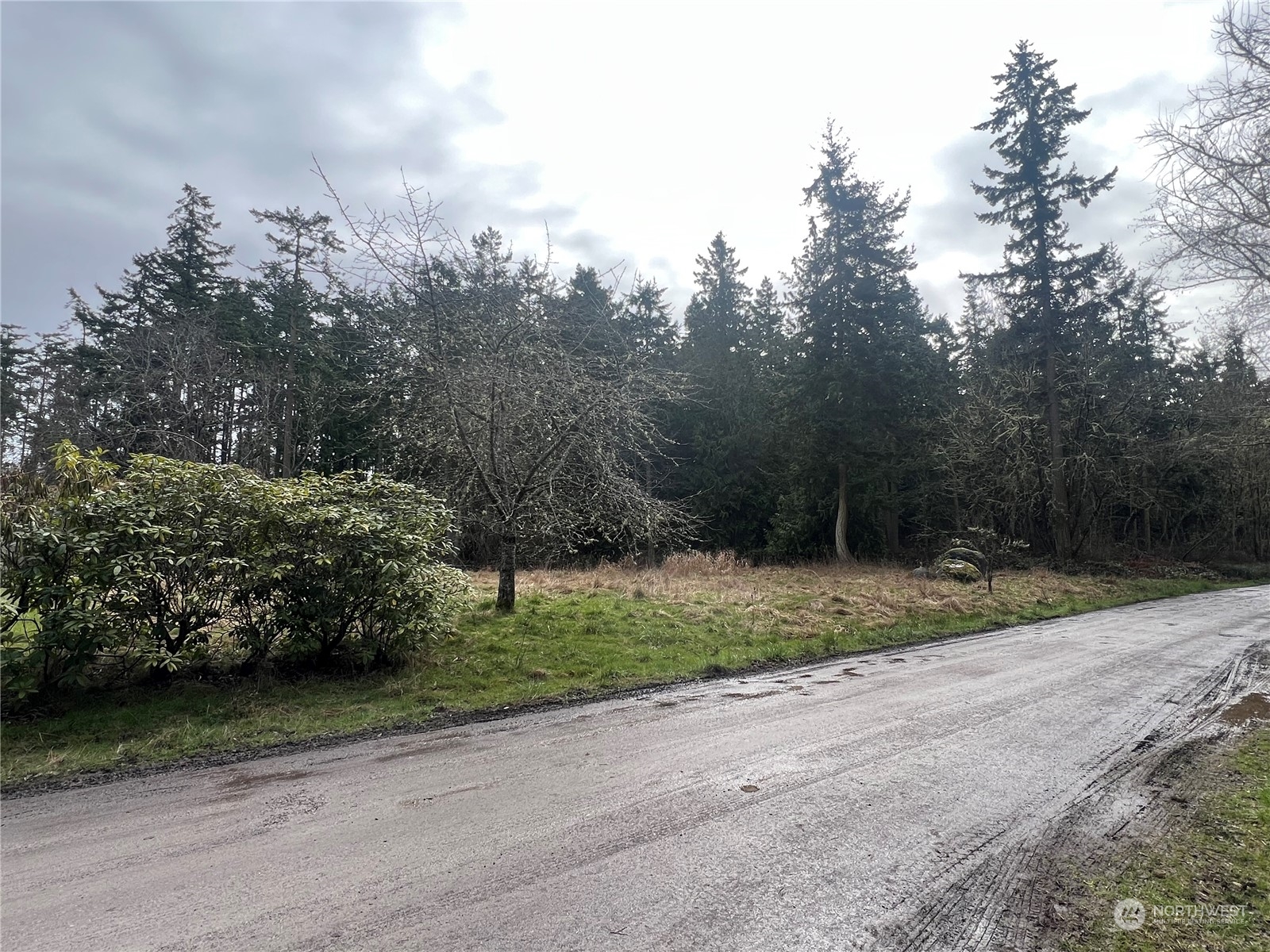 a view of a yard with a tree