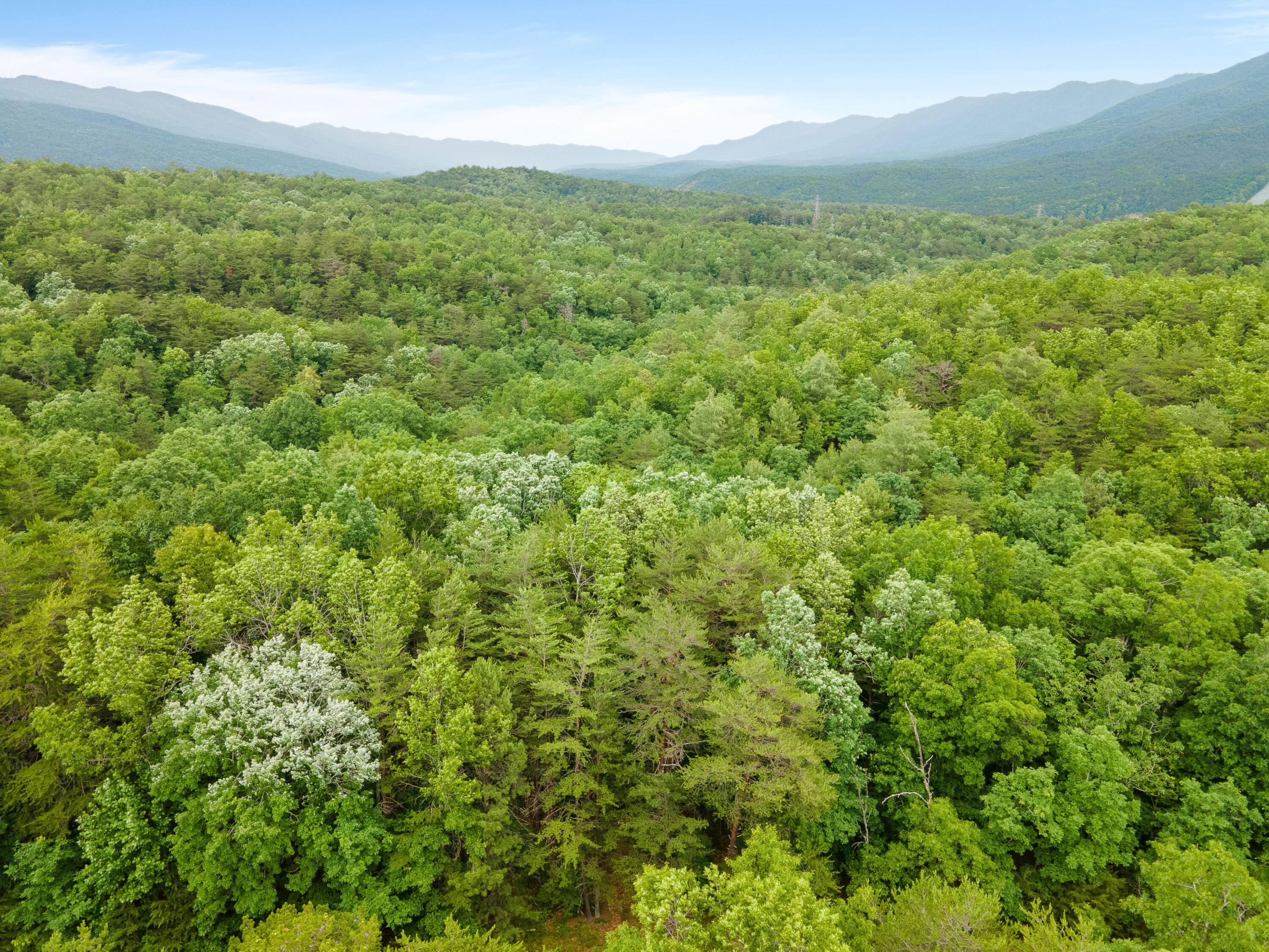 a view of a lush green forest with a mountain