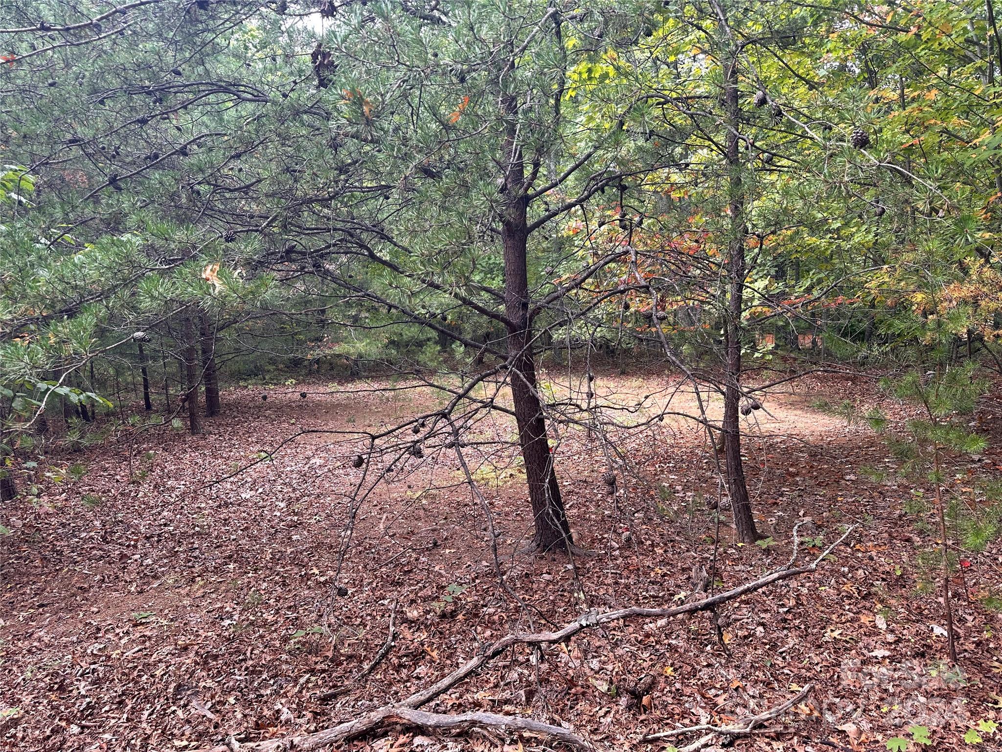 a view of a forest with trees