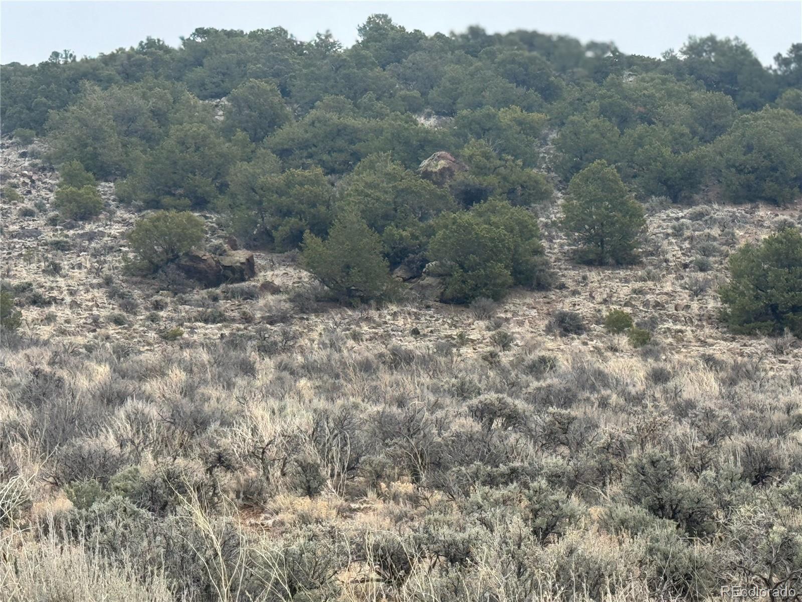 a view of a dry yard with trees in the background