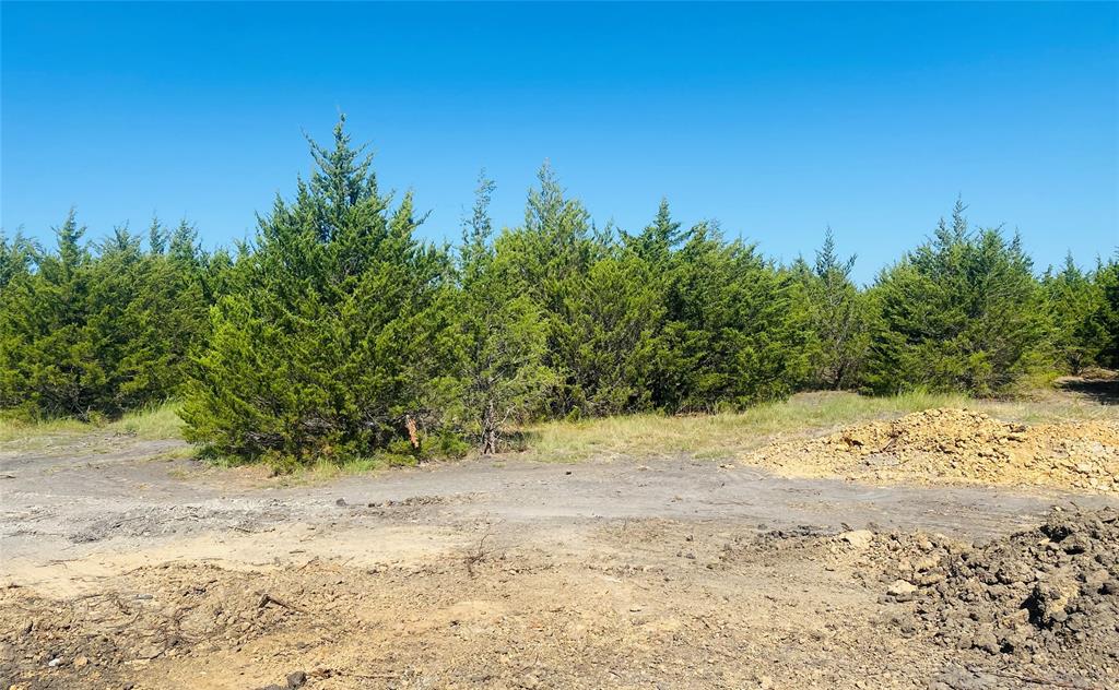 a view of a beach with a large tree in the background