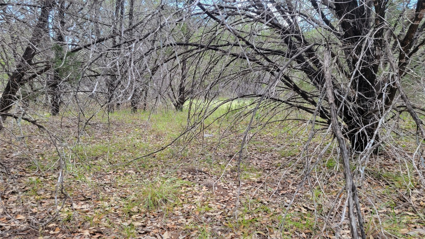 a view of a yard with large trees