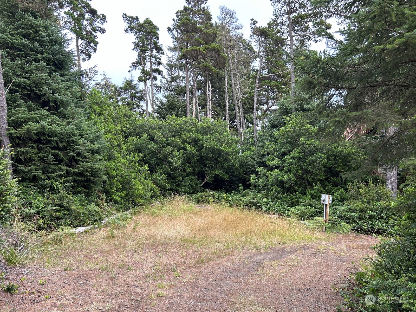 a view of a forest filled with trees