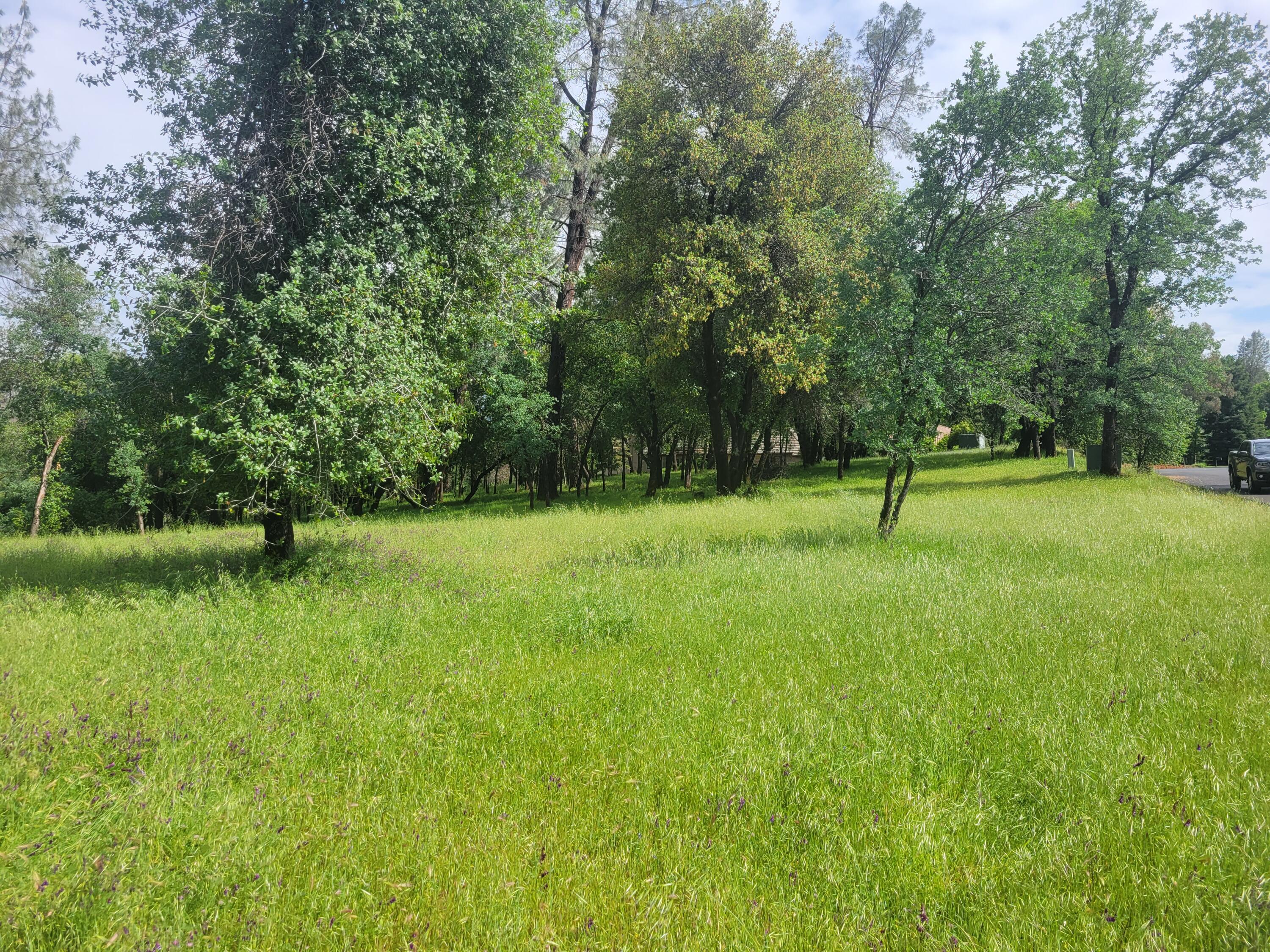 a view of a park with a tree