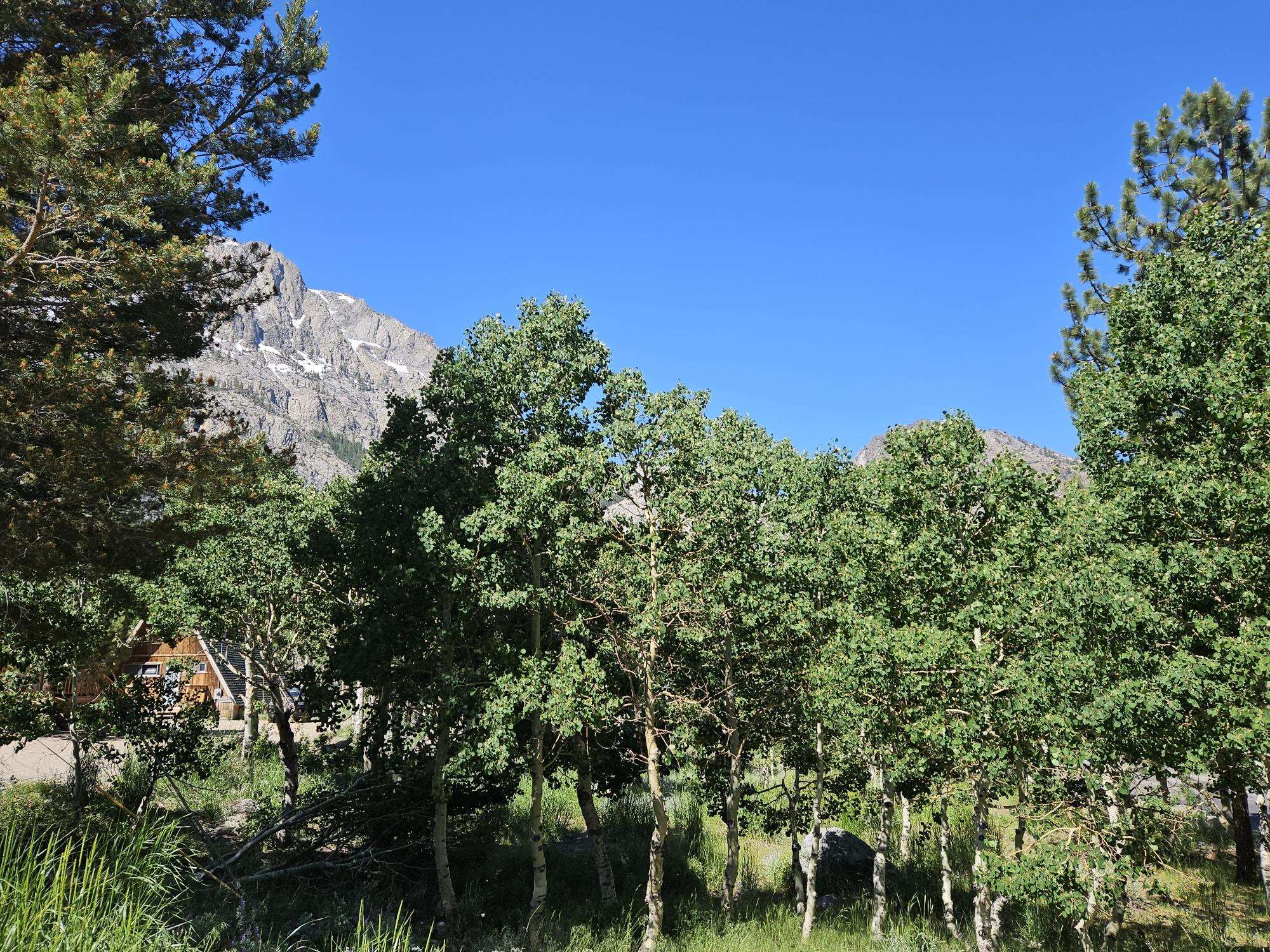 a view of a tree with a tree in front of it