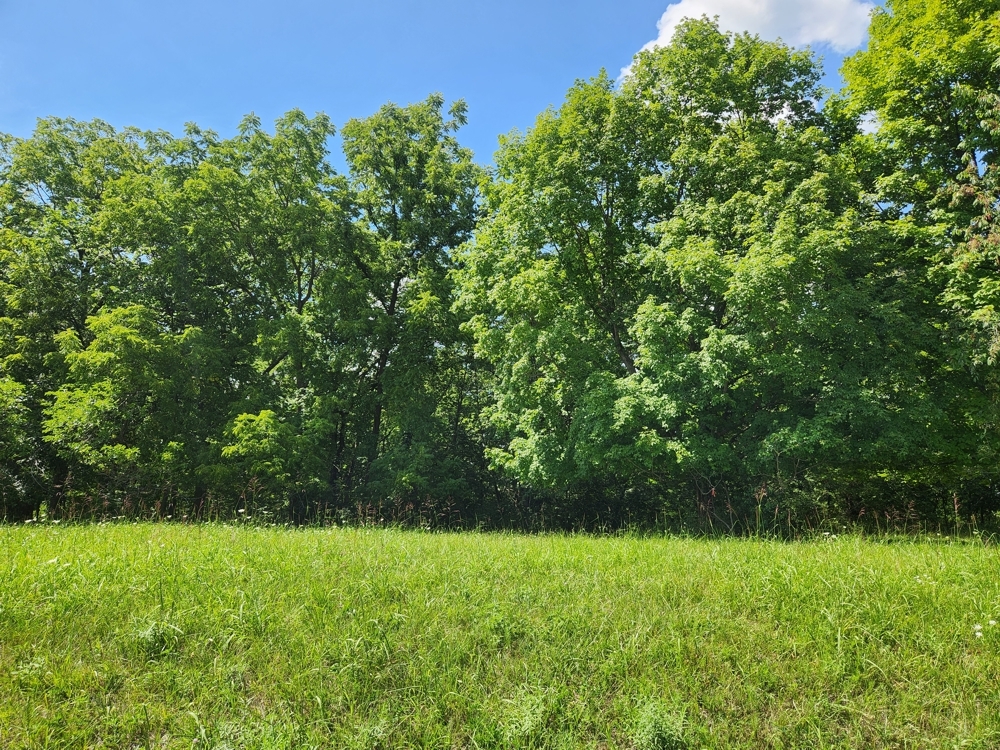 a view of outdoor space and yard