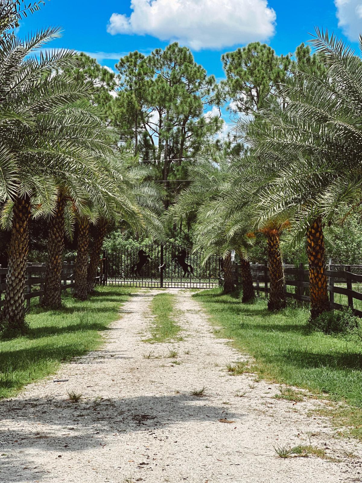 a view of a park with large trees