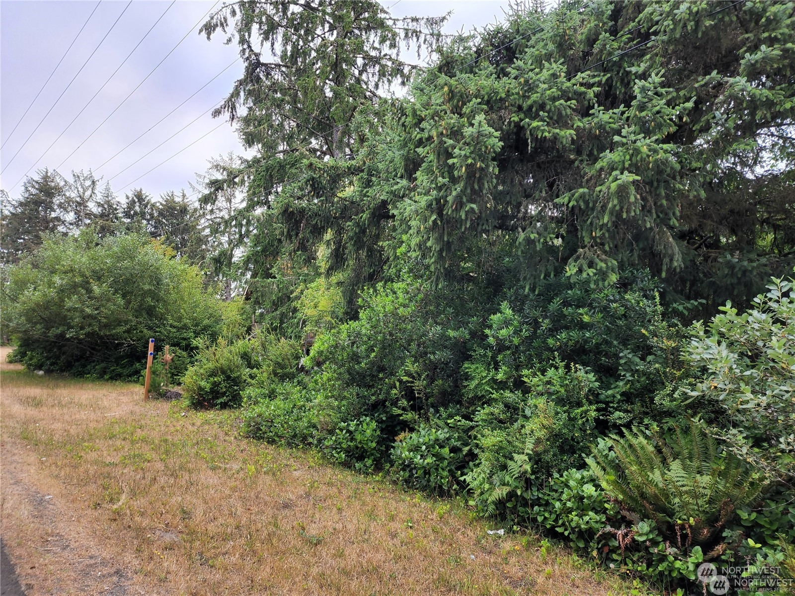 a view of a forest with a tree