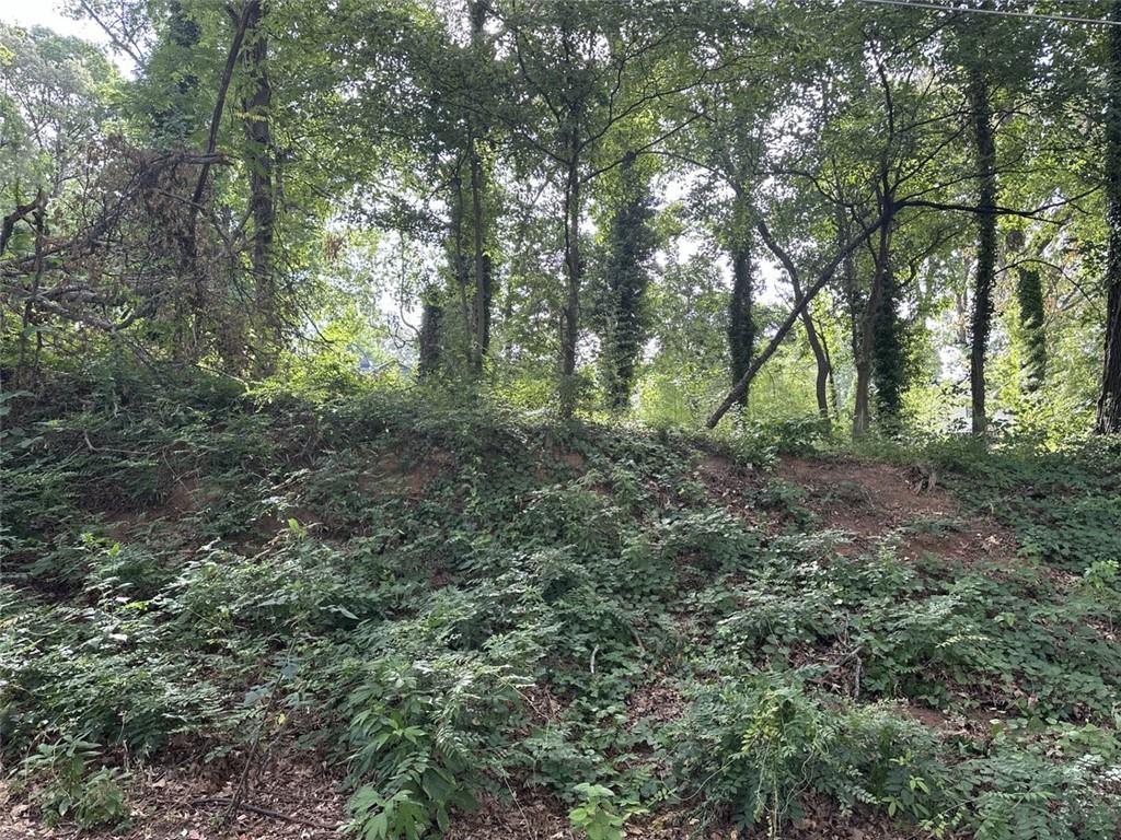 a view of a forest with trees in the background