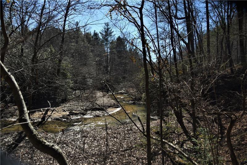 a view of a forest with a tree