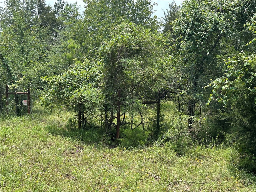 a lush green forest with lots of trees