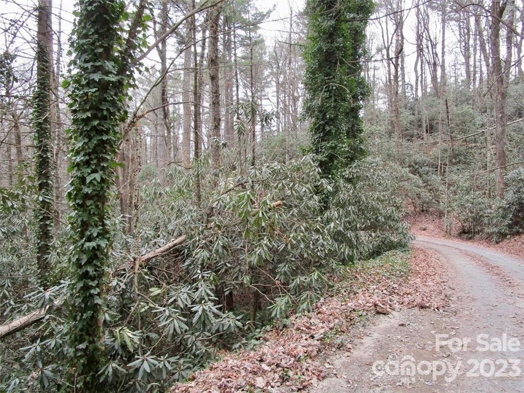 a view of a forest with trees