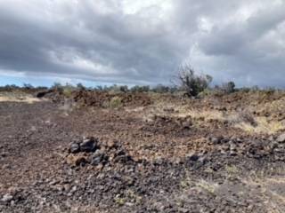 a view of a dry yard