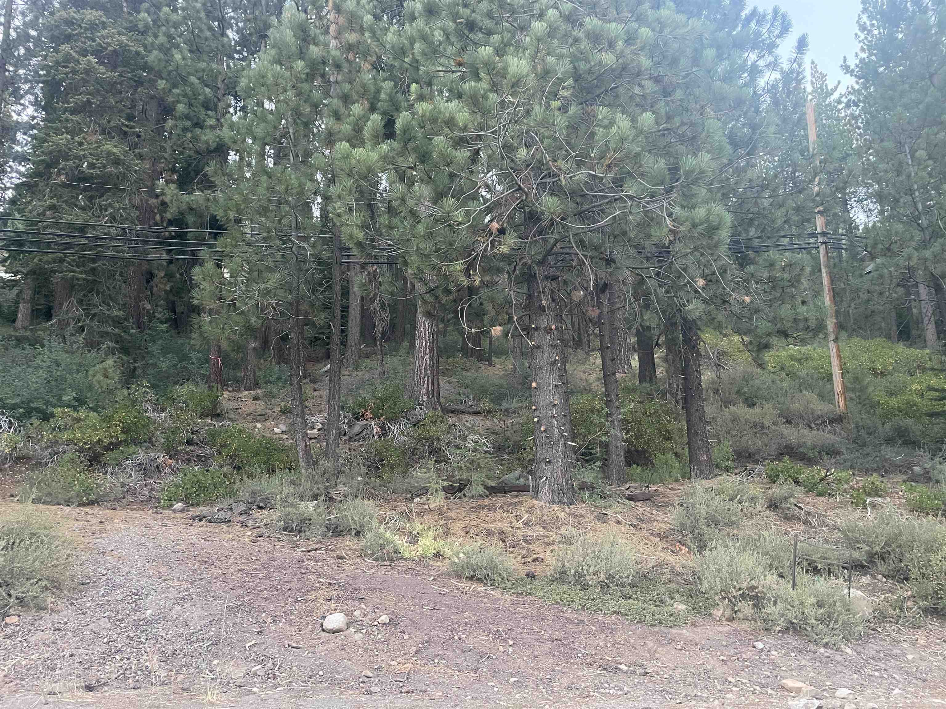 a view of a forest with trees in the background