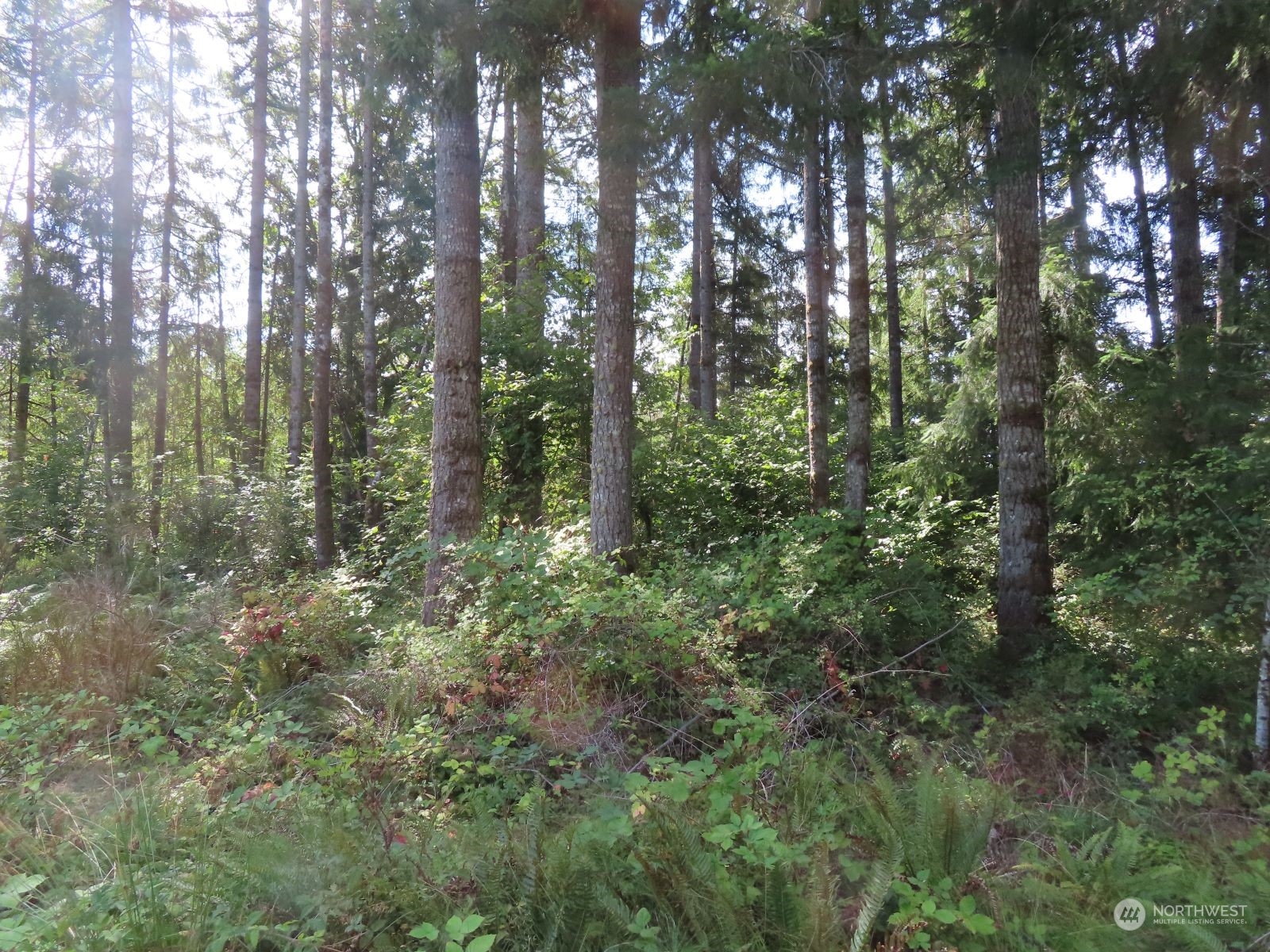 a view of a forest with trees