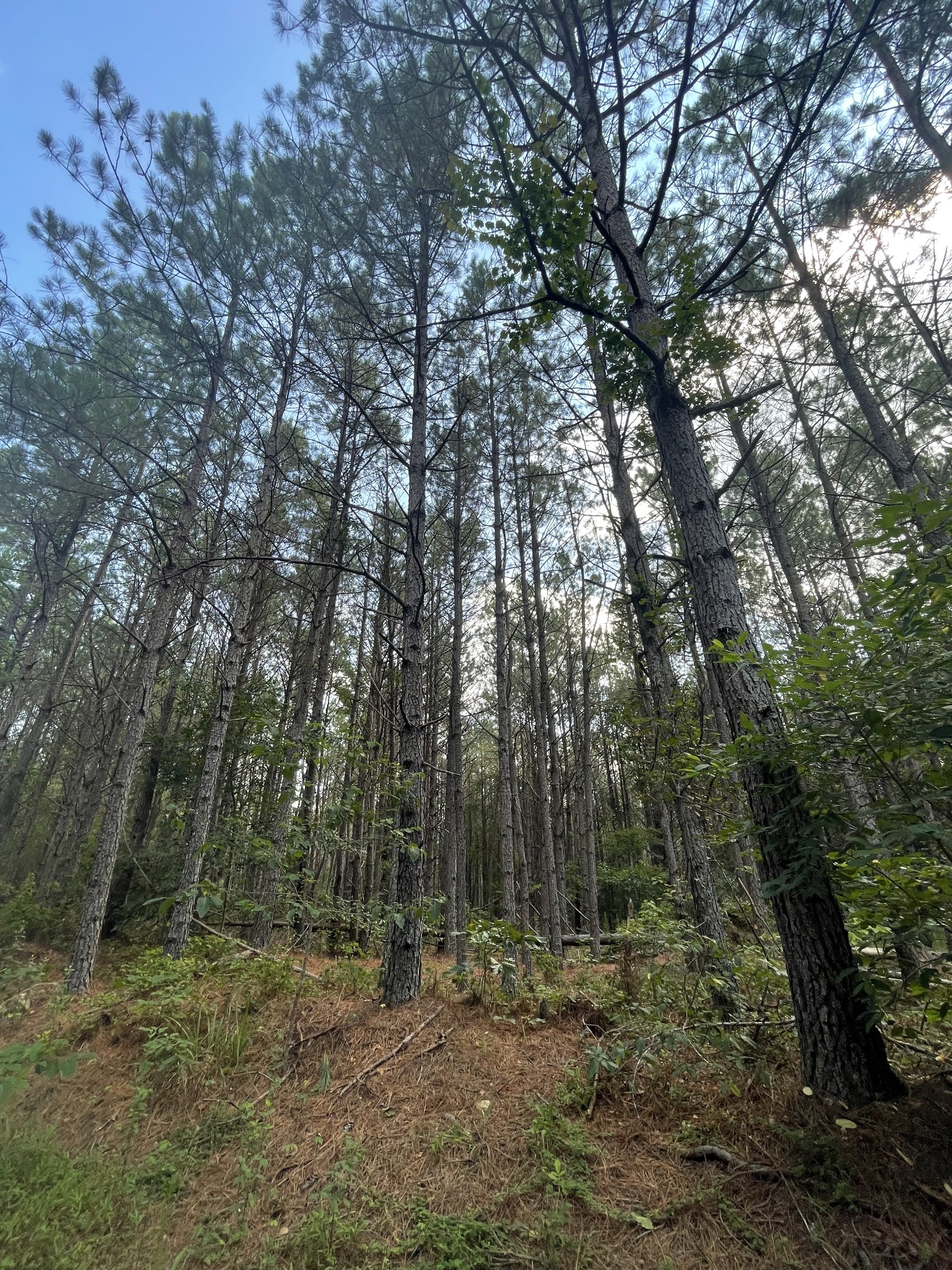 a view of a forest filled with trees