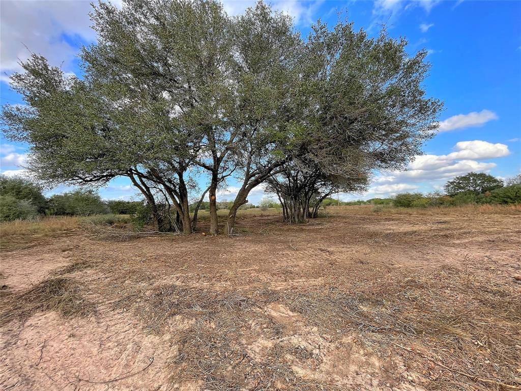 a view of dirt yard with a tree