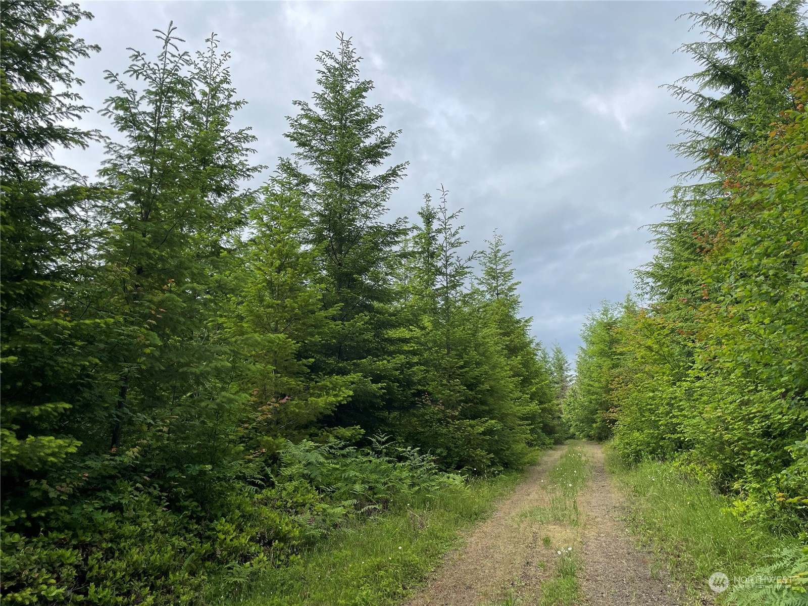 a view of a forest with a tree