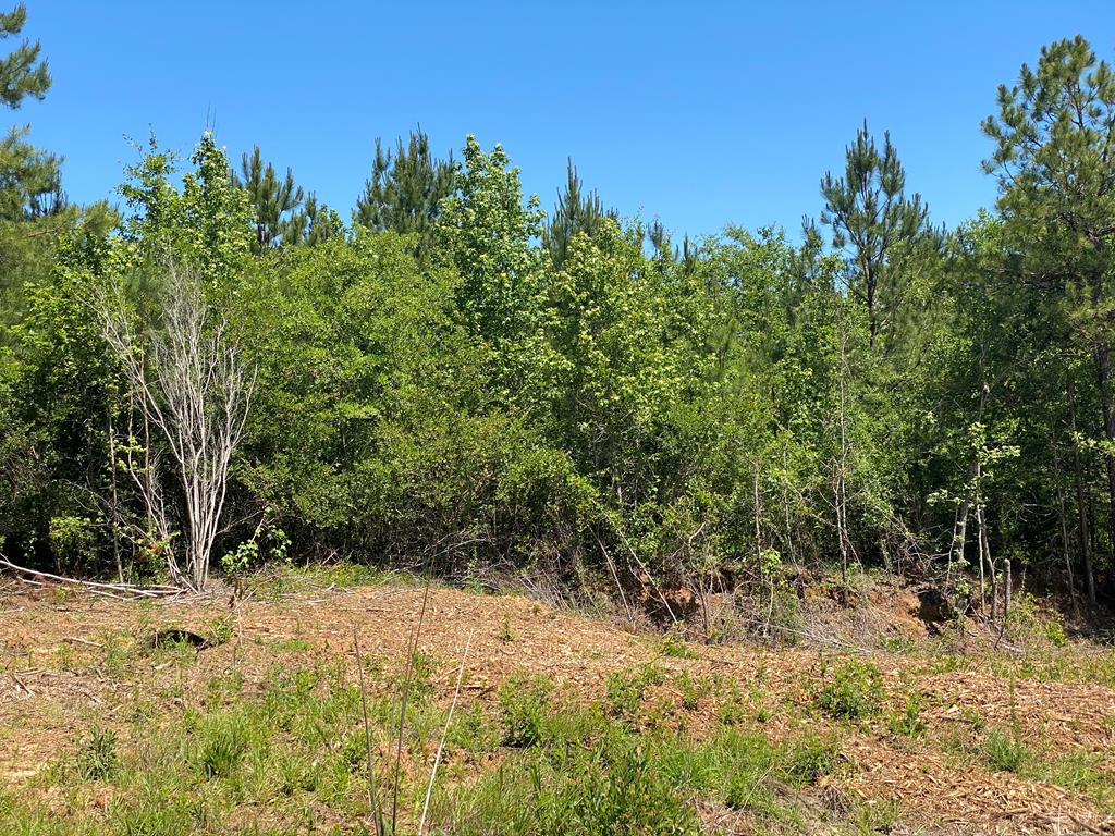 a view of a yard with a tree