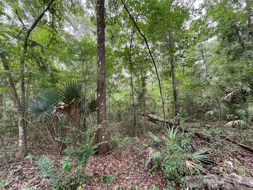 a view of a lush green forest