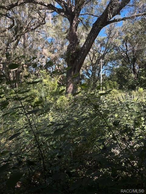 a view of a tree in a yard