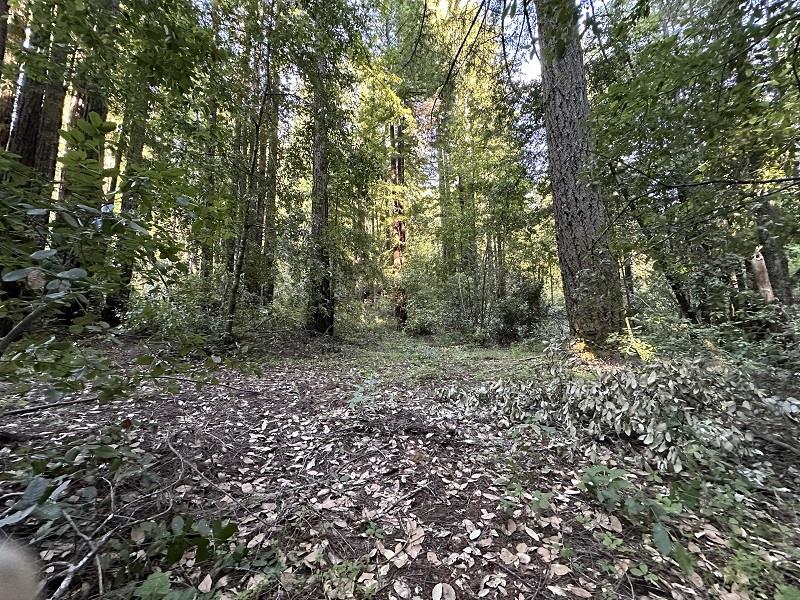 a view of a forest that has large trees