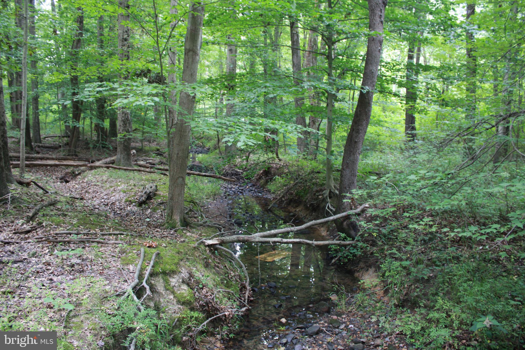 a view of a forest with a tree