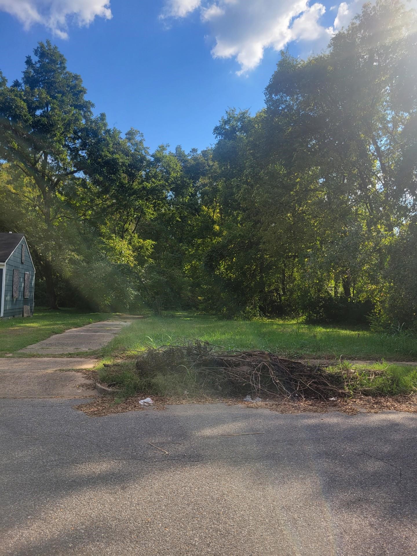 a view of a yard with a large tree