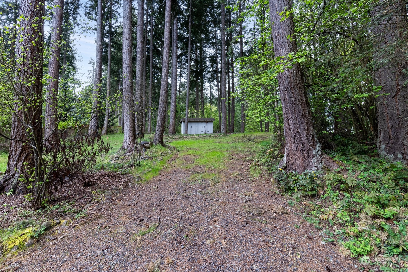 a view of a backyard with trees