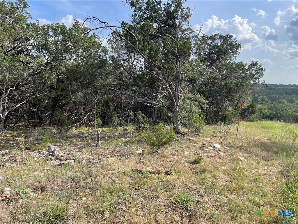 a view of a yard with a tree