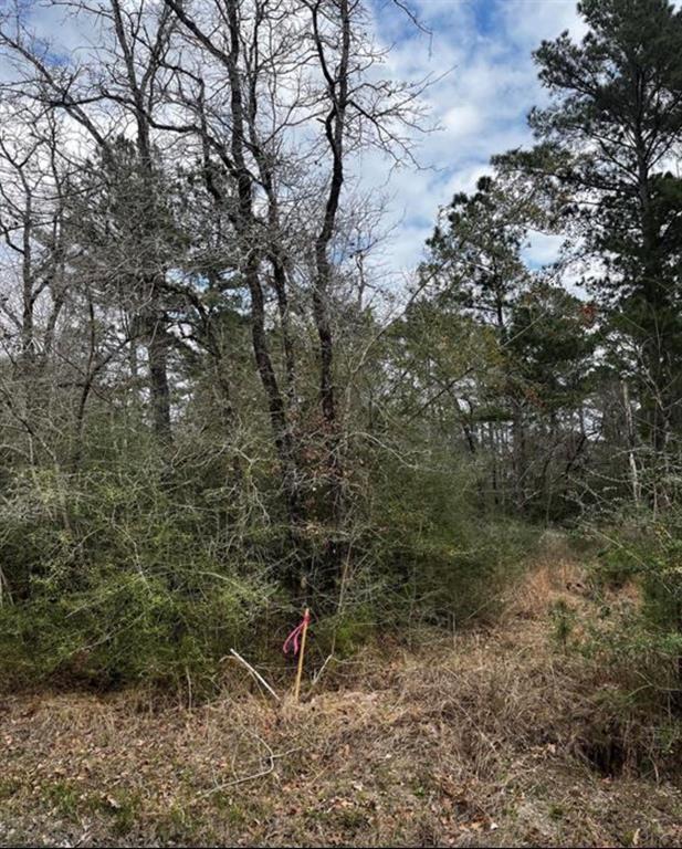 a view of a forest with a tree