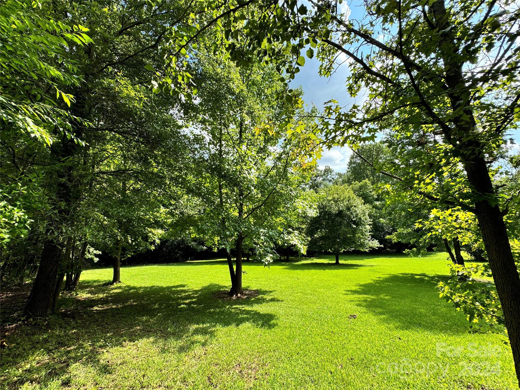 a view of a tree in a park