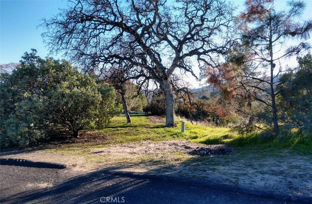 a view of a yard with large trees