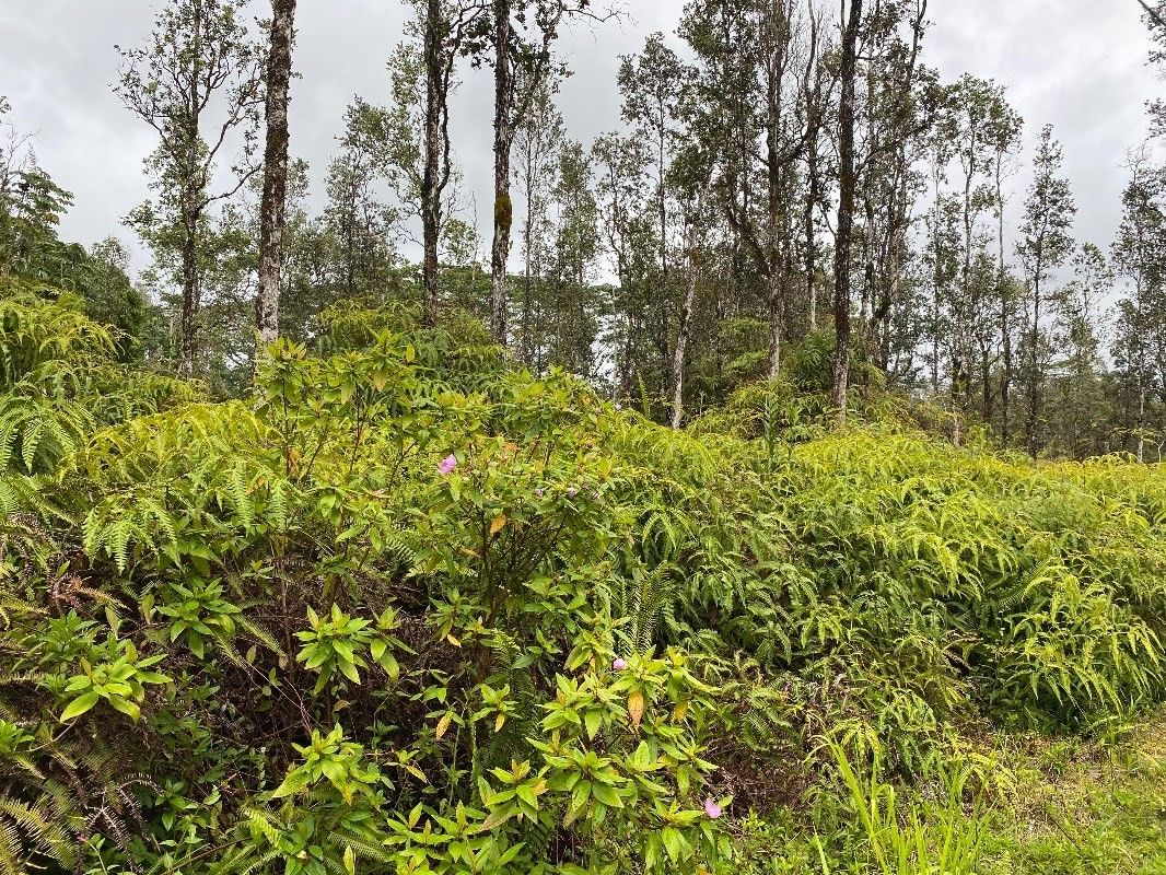 a view of a yard with plants