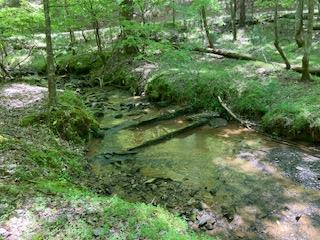 a view of a lush green forest with lots of trees