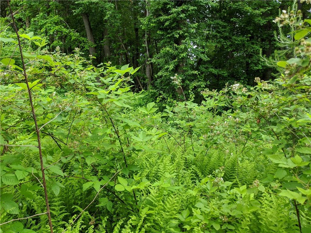 a view of a lush green forest