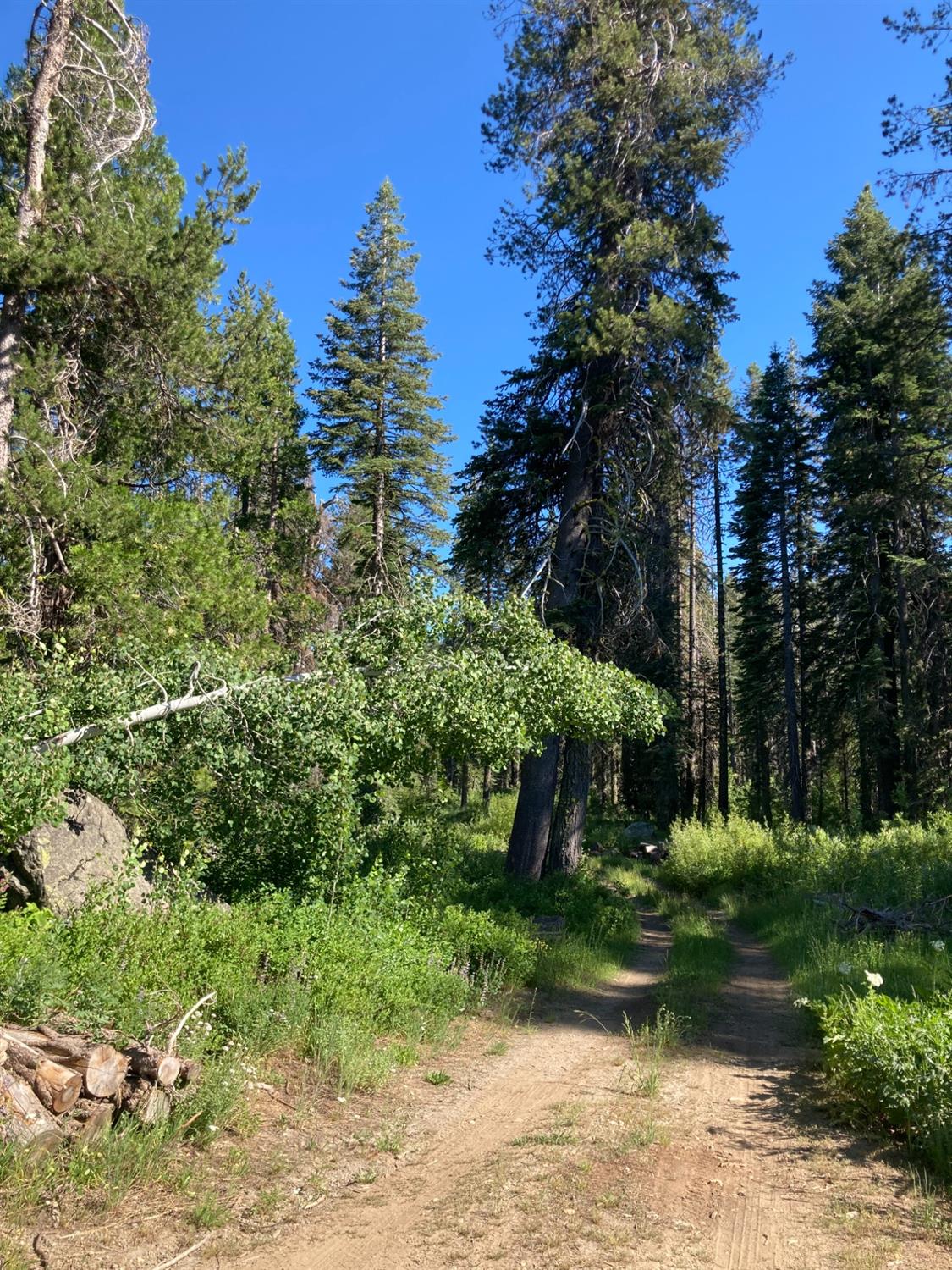 a view of a park with large trees