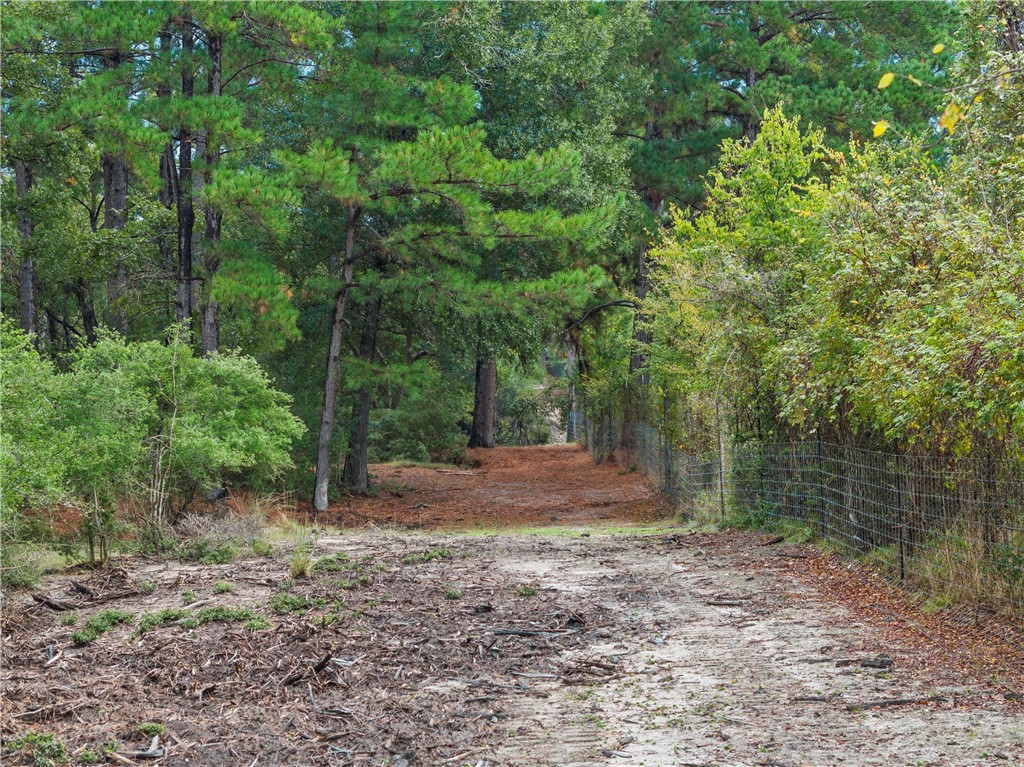 a view of a forest filled with trees